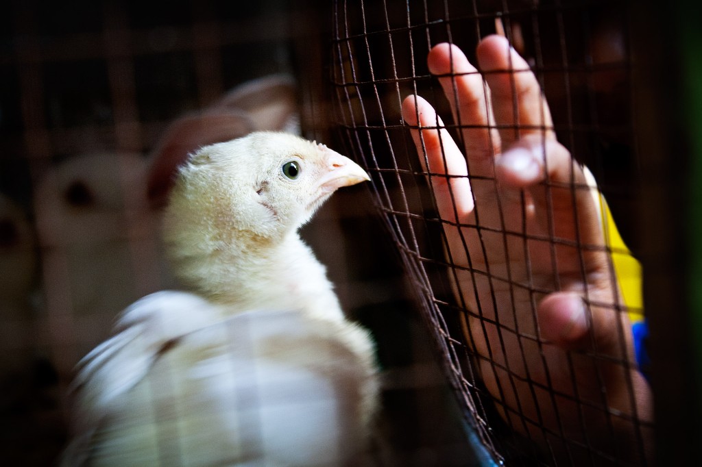 A white chick behind wire mesh as a hand reaches toward it