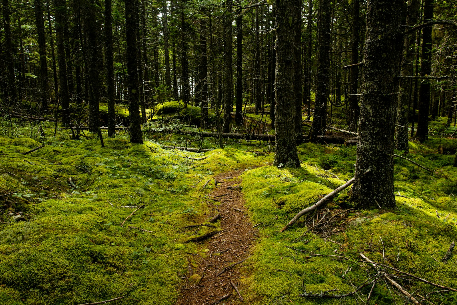 A narrow mossy forest path winding through sunlit evergreens